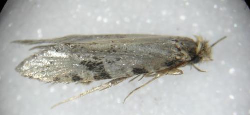Réf. 249 376 : Nemapogon sp.